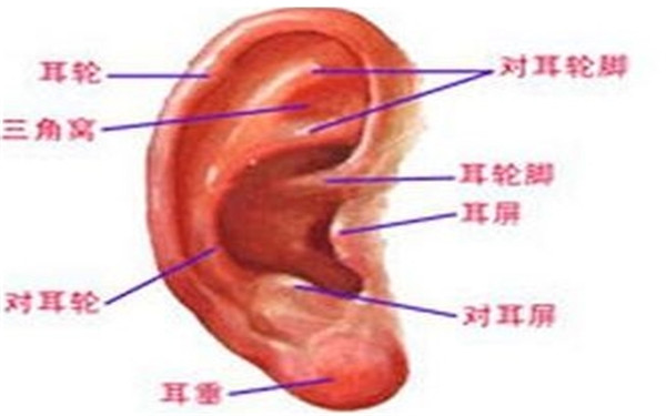  耳朵再造多少钱